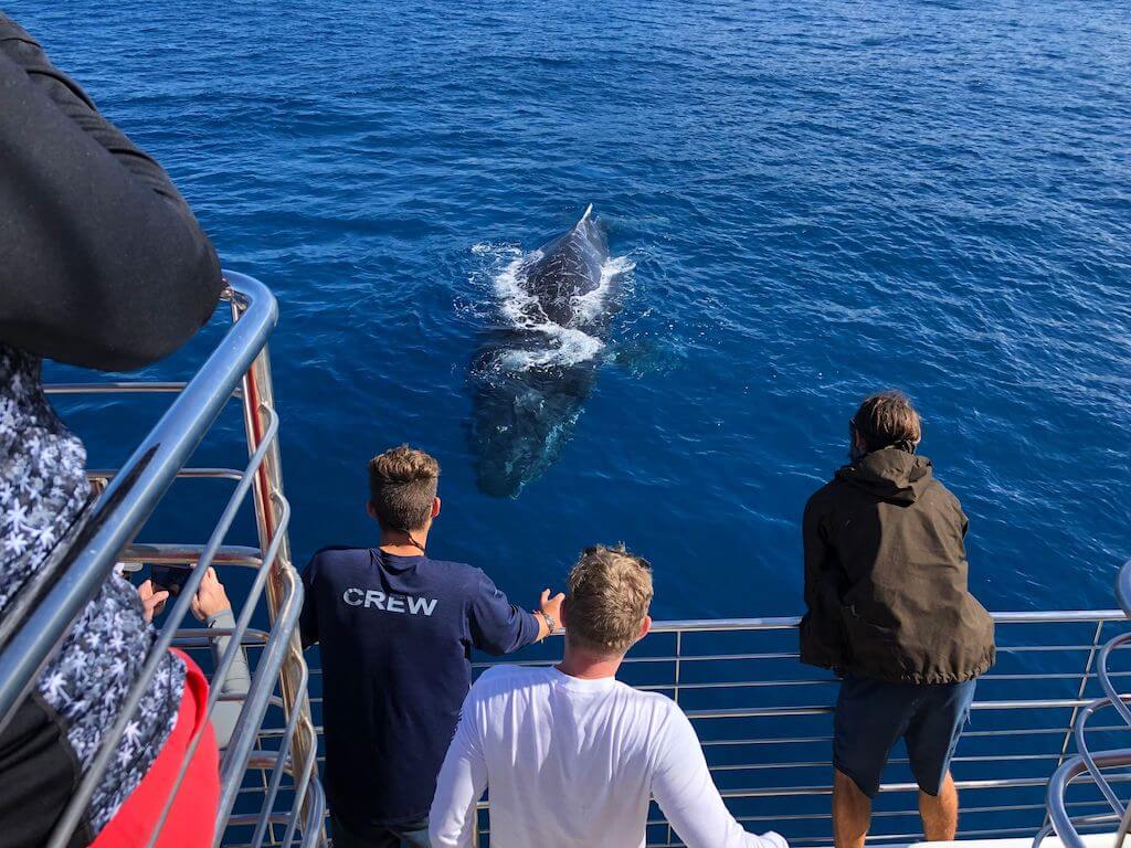 Blue Dolphin Charters - Kauai Whale Watching Tour