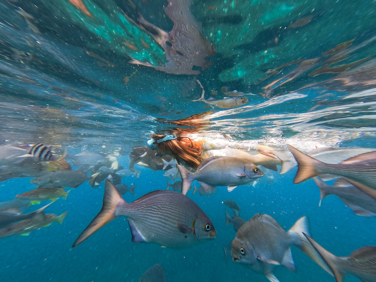 Blue Dolphin Charters - Snorkel Dinner Sail