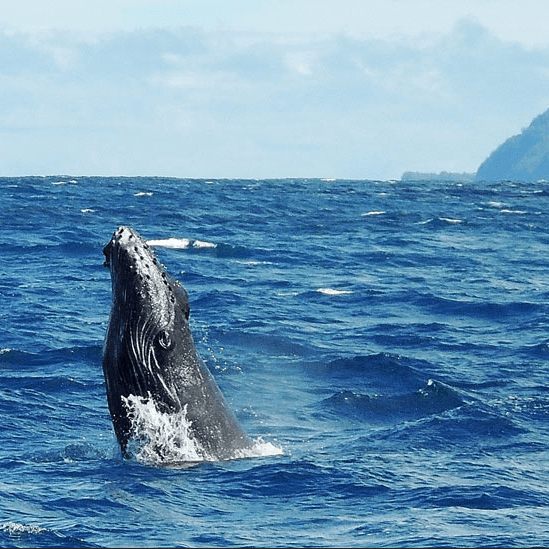 Kauai Whale Watching