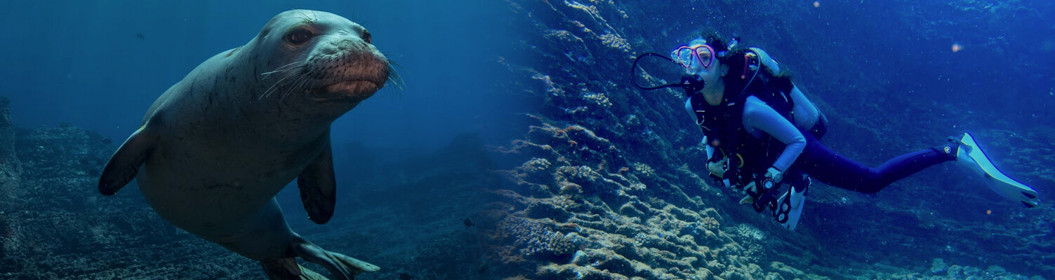 Twilight Night scuba dive