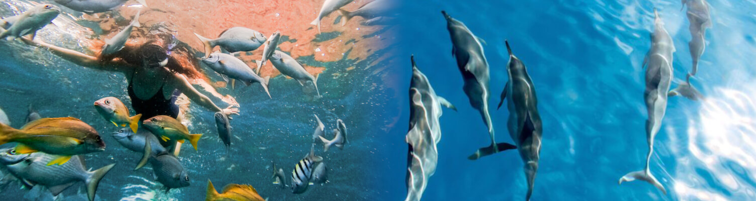 Blue Dolphin Charters 