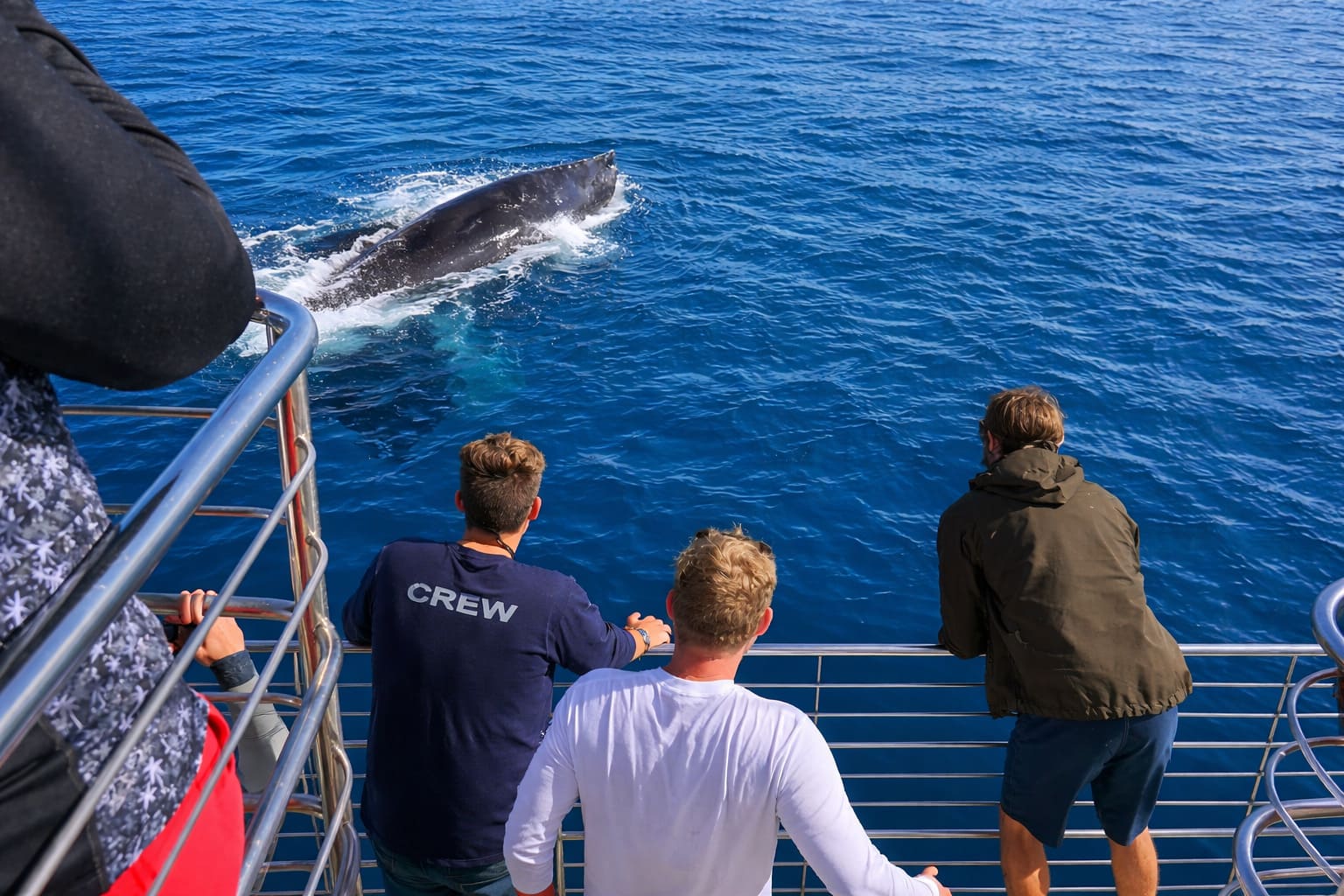 Kauai Whale Watching Tour 