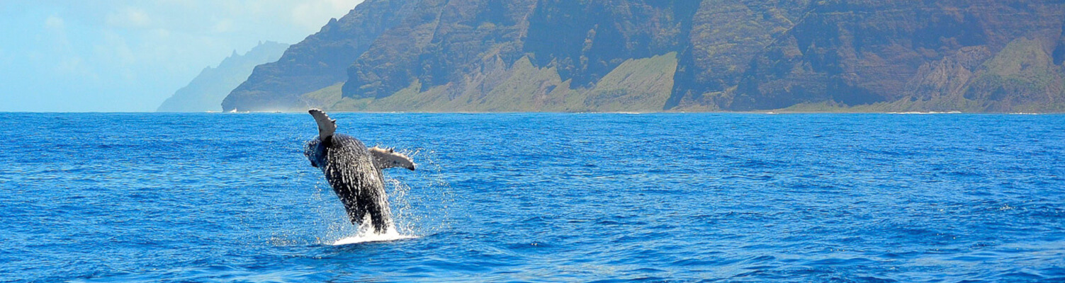 kauai whale watching