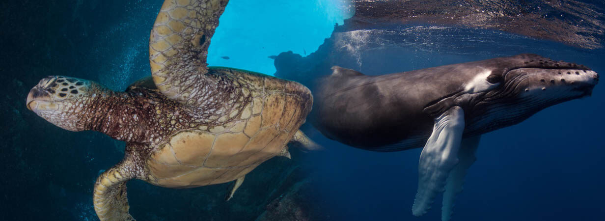 seasport divers 2 tank morning