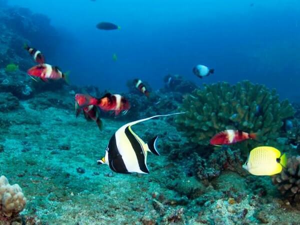 seasport divers Morning Two Tank Dive