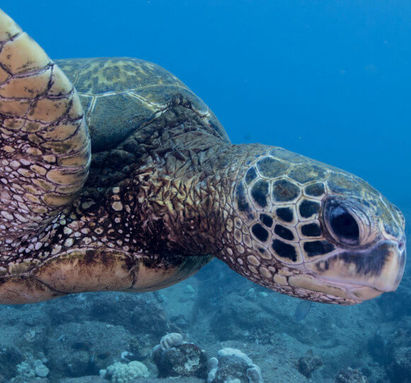 seasport divers shore dive