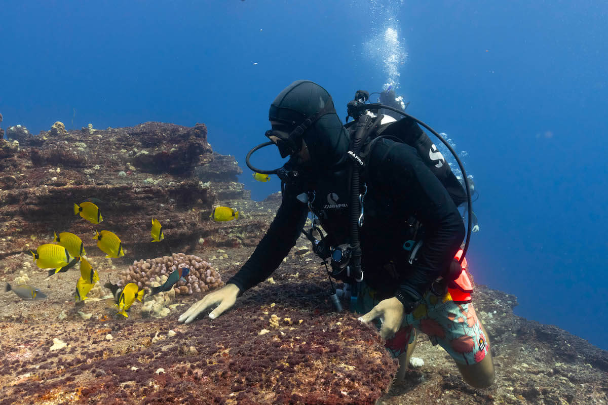 Seasport Divers - Morning Two Tank Dive - Kauai Discount