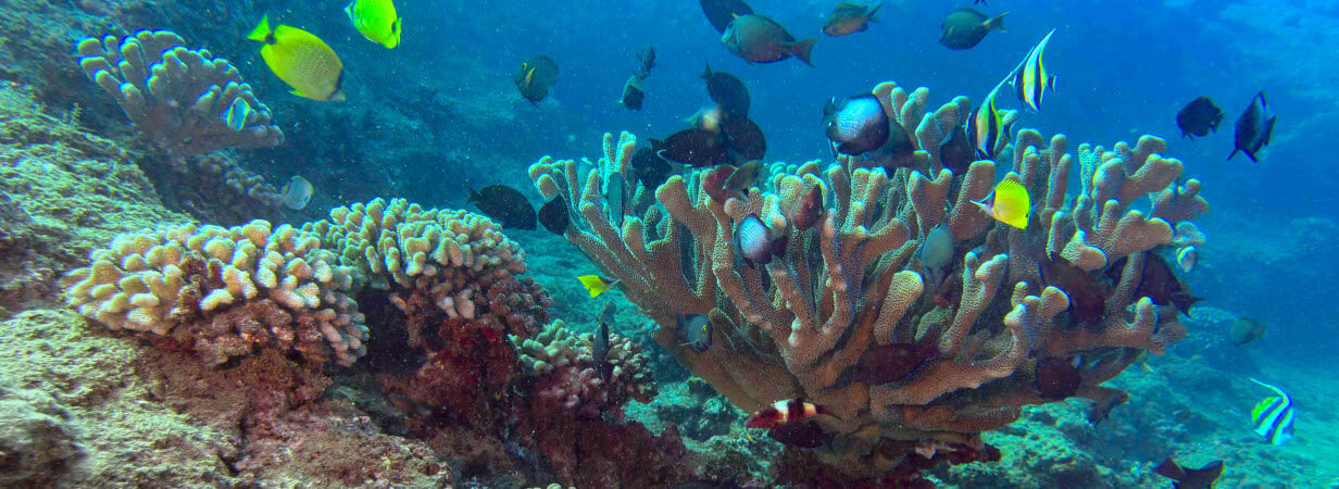 Seasport Divers Shore Scuba Dive 